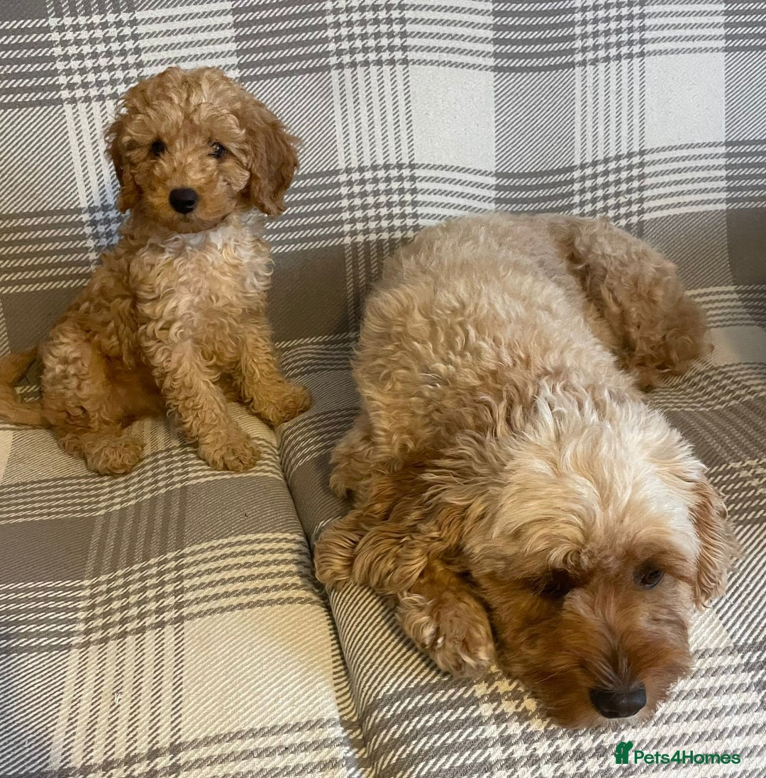 Cavapoo dogs for sale: Quality cavapoo puppies  - Image 4
