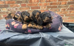 Dachshund dogs for sale: 2 left! standard dachshund puppies ready now! - Image 7
