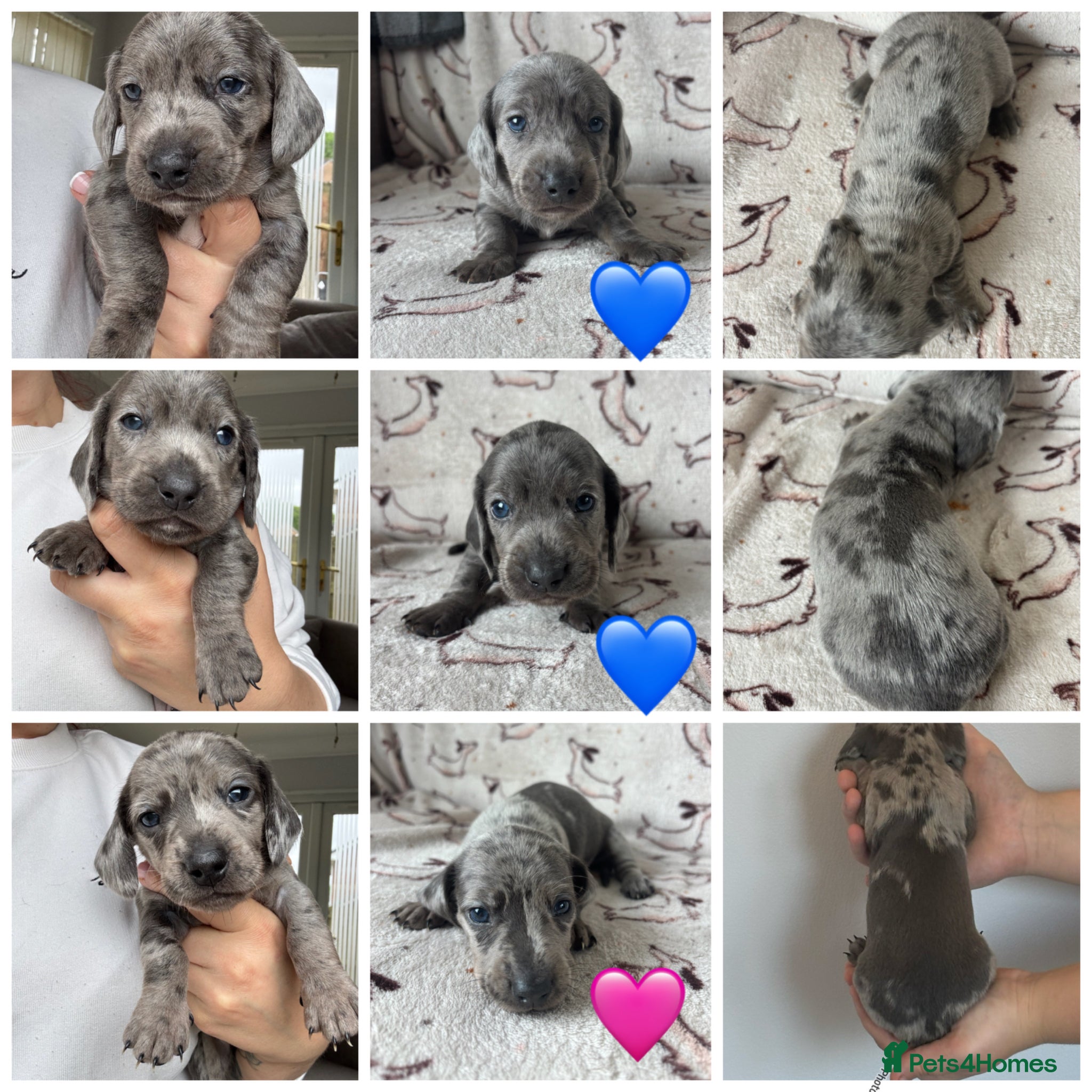 Miniature Dachshund dogs 🐾 Miniature Dachshund Puppies 2 Boys & 1 Girl 🐾 - Advert 16
