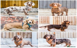 Dachshund dogs for stud: Isabella and tan miniature dapple  in Leeds - Image 2