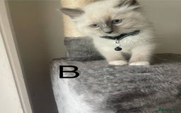Ragdoll cats for sale: Humble Blue eyes Ragdoll kittens up for sales - Image 3