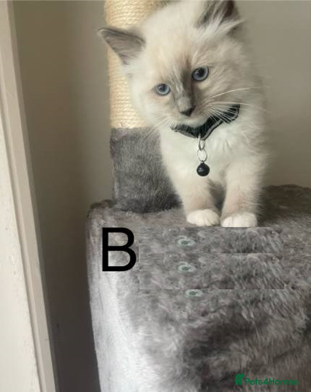 Ragdoll cats for sale: Humble Blue eyes Ragdoll kittens up for sales - Image 3