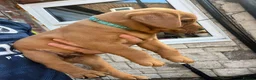 Labrador Retriever dogs for sale: Fox red labarador  - Advert 10