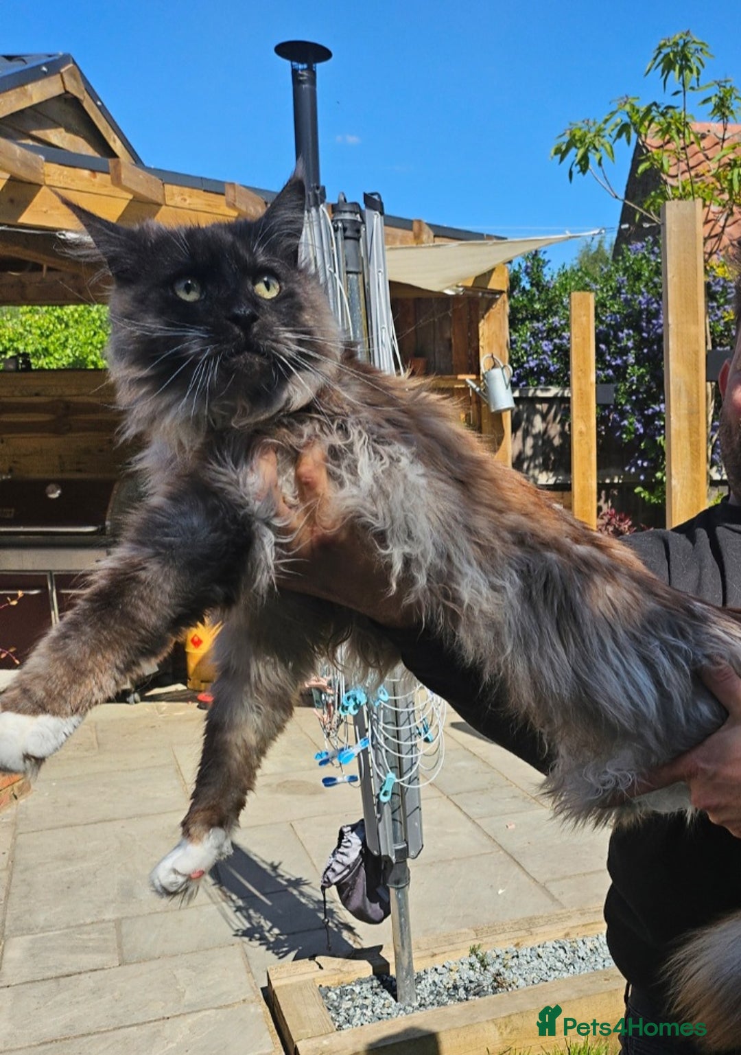 Maine Coon cats for sale: Male maine coon looking for forever home  - Advert 3