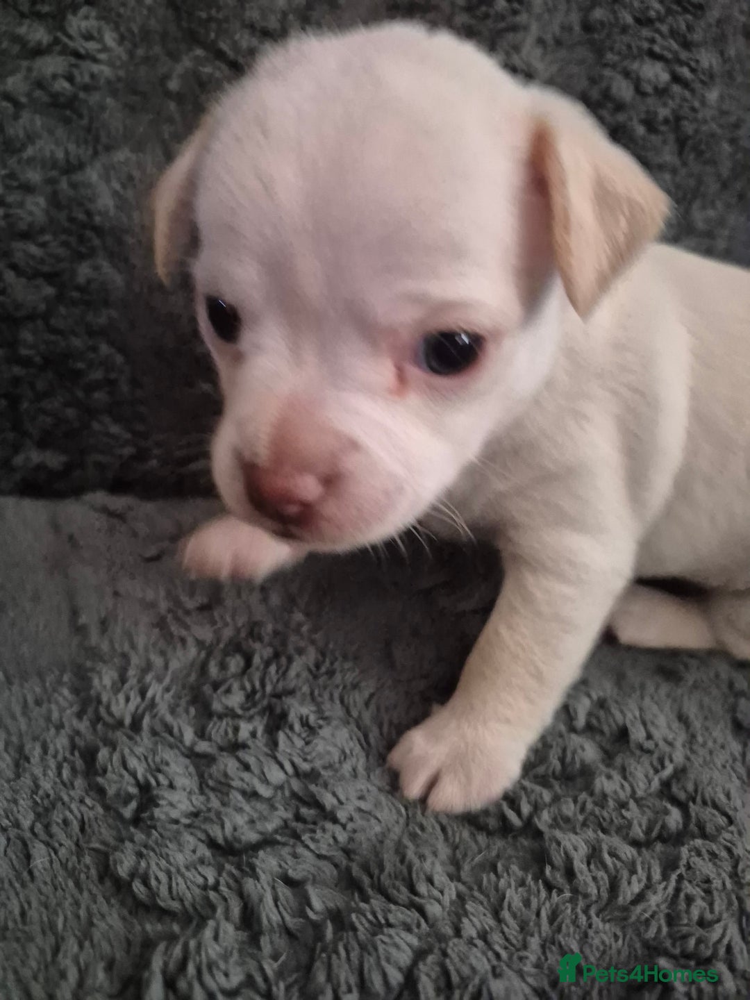 Chiweenie dogs for sale: Chihuahua + chiweenie puppies  - Advert 3