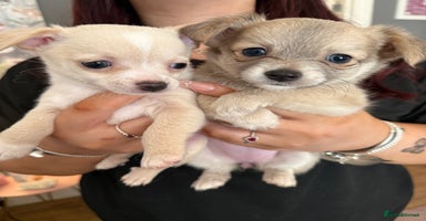 Pomchi dogs - Advert 3