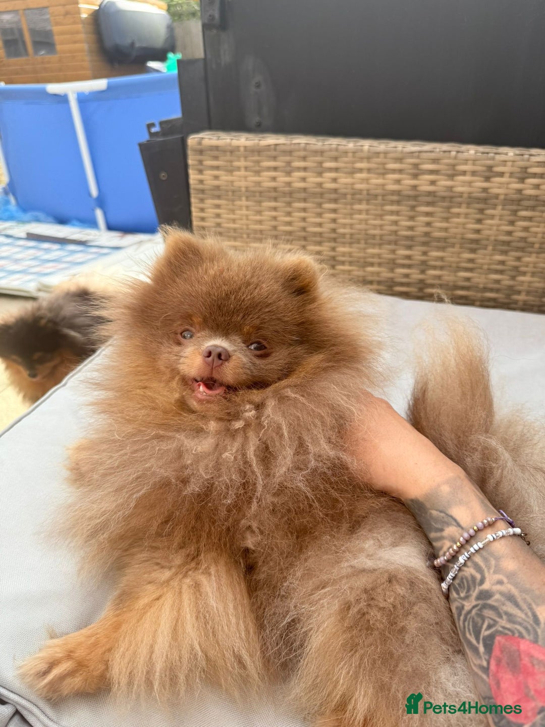 Pomchi dogs for sale: Stunning Pomchi’s - Advert 15