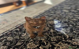 British Shorthair cats for sale: Chocolate Kitten british shorthair  - Image 2