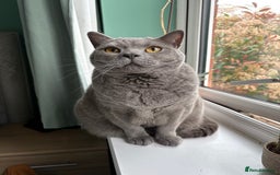 British Shorthair cats for sale: British shorthair 3 year old male - Image 6
