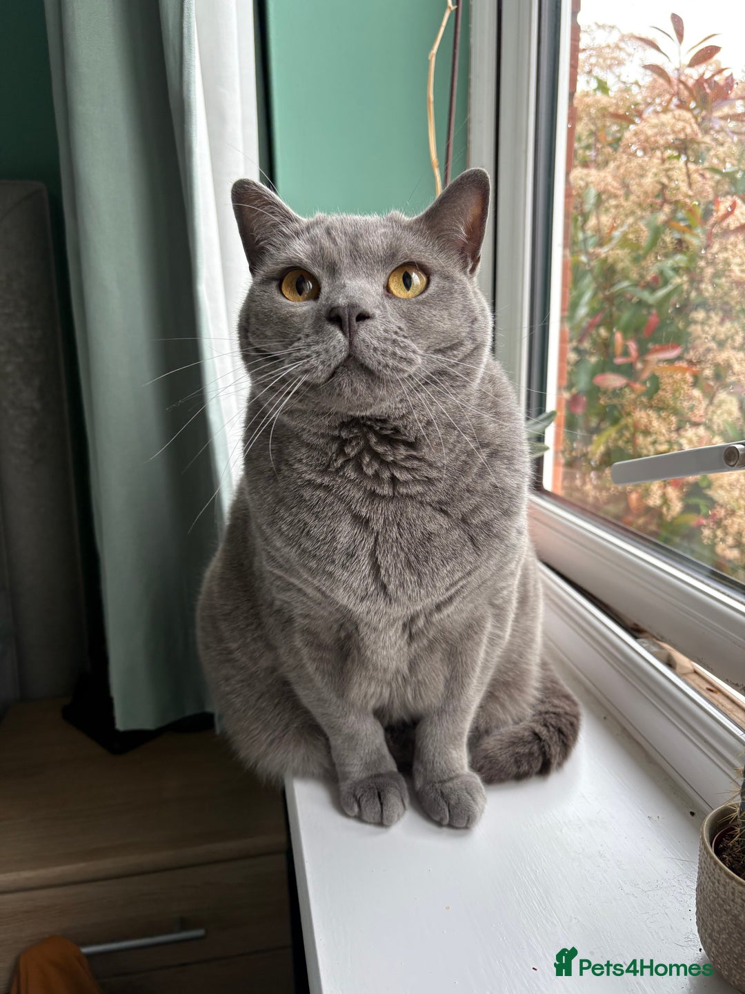 British Shorthair cats for sale: British shorthair 3 year old male - Image 6