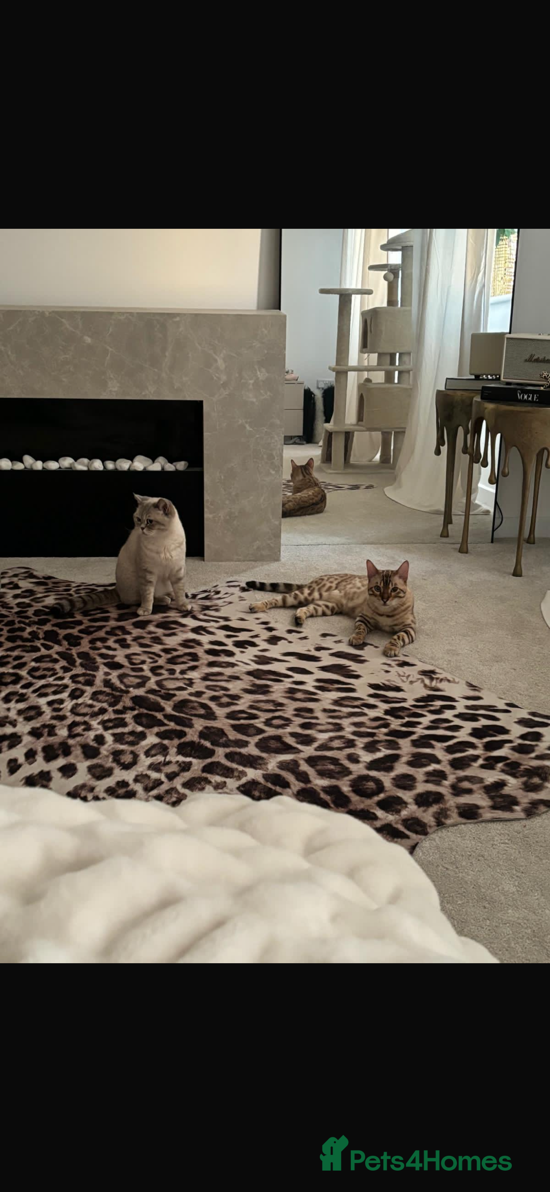 Bengal cats for sale: ✨British shorthair X Rosetted Snow Mink Bengal  - Image 6