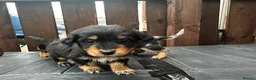 Dachshund dogs for sale: Jackshund puppies looking for a place to call home - Advert 7