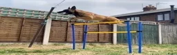Belgian Shepherd Dog dogs for sale: Belgium malinos cross Dutch Herder puppies  in Wakefield - Advert 27