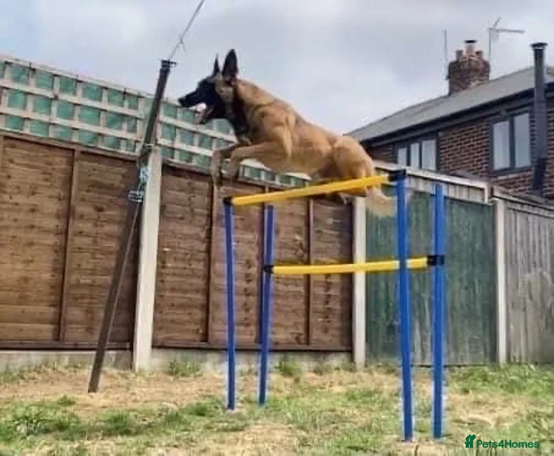 Belgian Shepherd Dog dogs for sale: Belgium malinos cross Dutch Herder puppies  in Wakefield - Advert 27