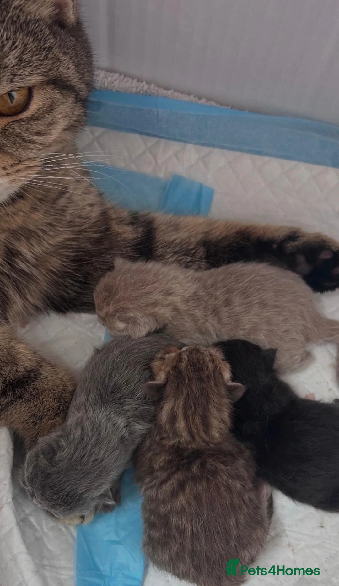 British Shorthair cats for sale: British shorthair kittens🐱 - Advert 2