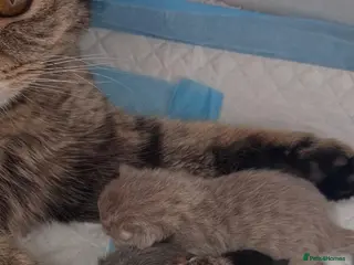 British Shorthair cats British shorthair kittens🐱 - Advert 1
