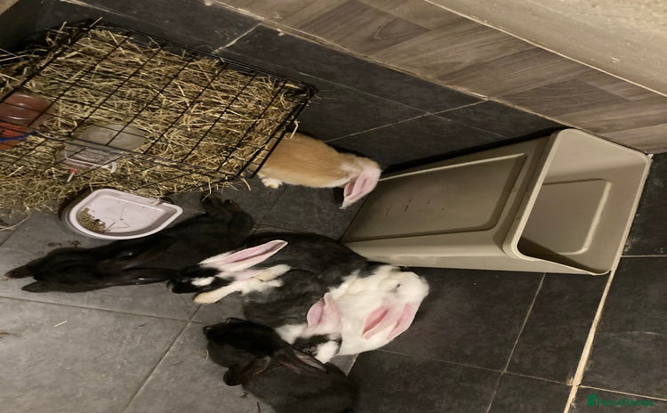 Continental Giant rabbits - Advert 9