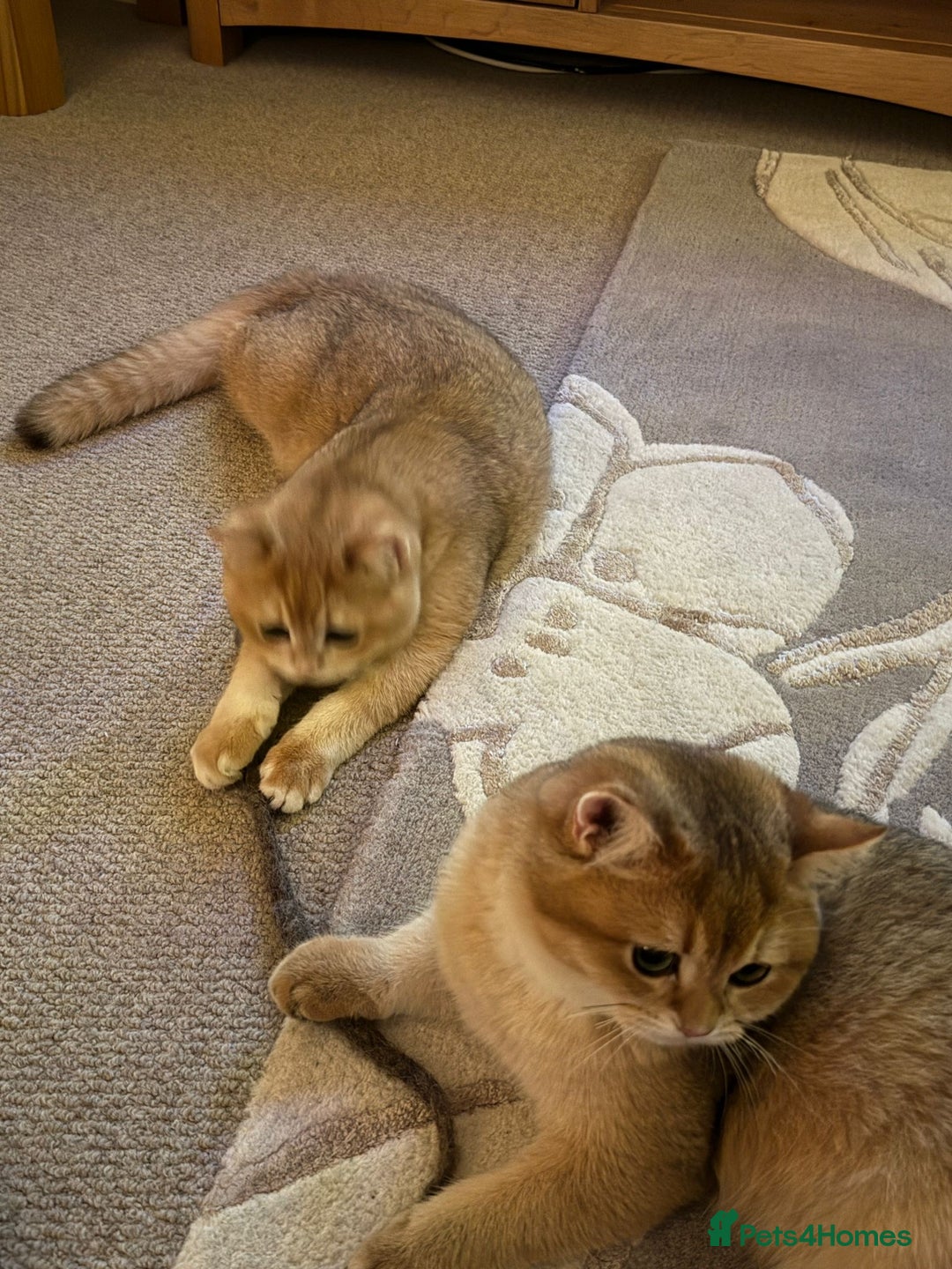 British Shorthair cats for sale: READY 2 Black Golden / Corin BSH boys - Advert 9