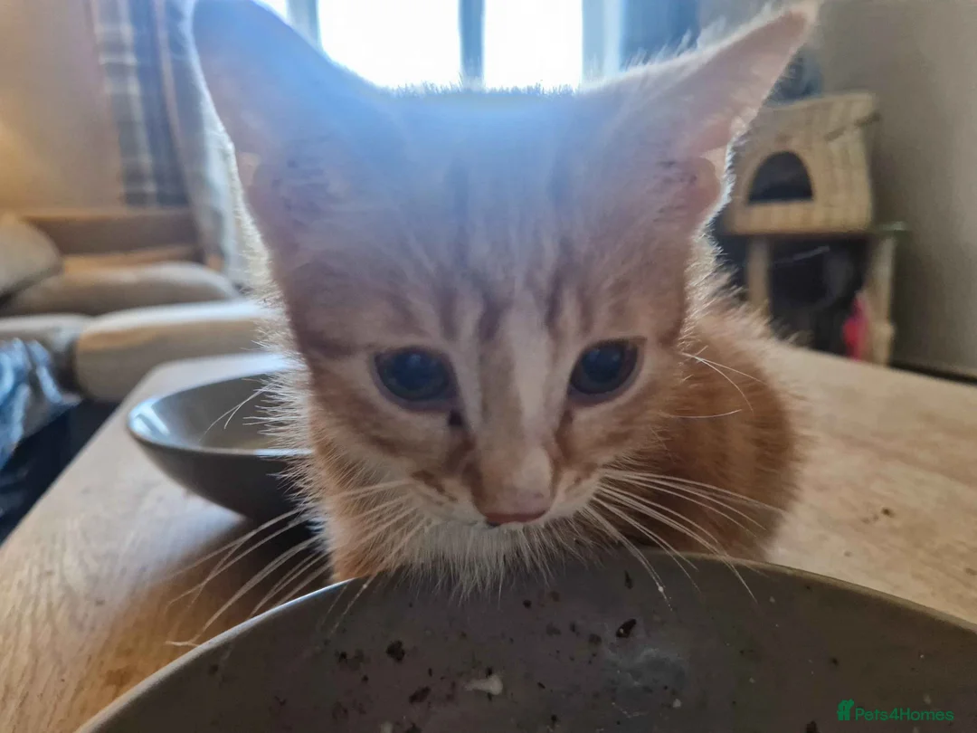 Mixed Breed cats for sale: 4 Male Mixed kittens £50 each  - Advert 13