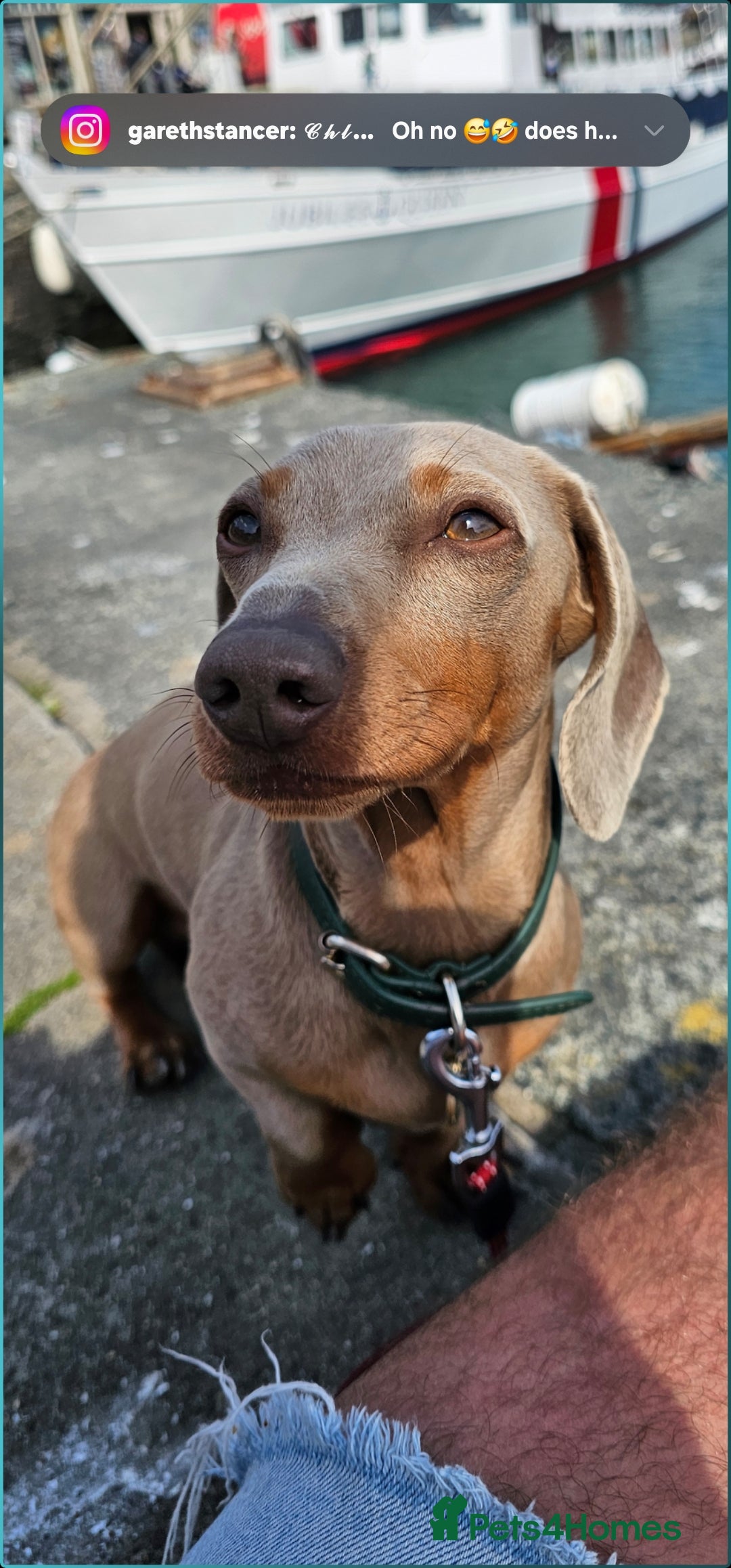 Miniature Dachshund dogs for stud: Rolex⌚️👑 - Advert 4