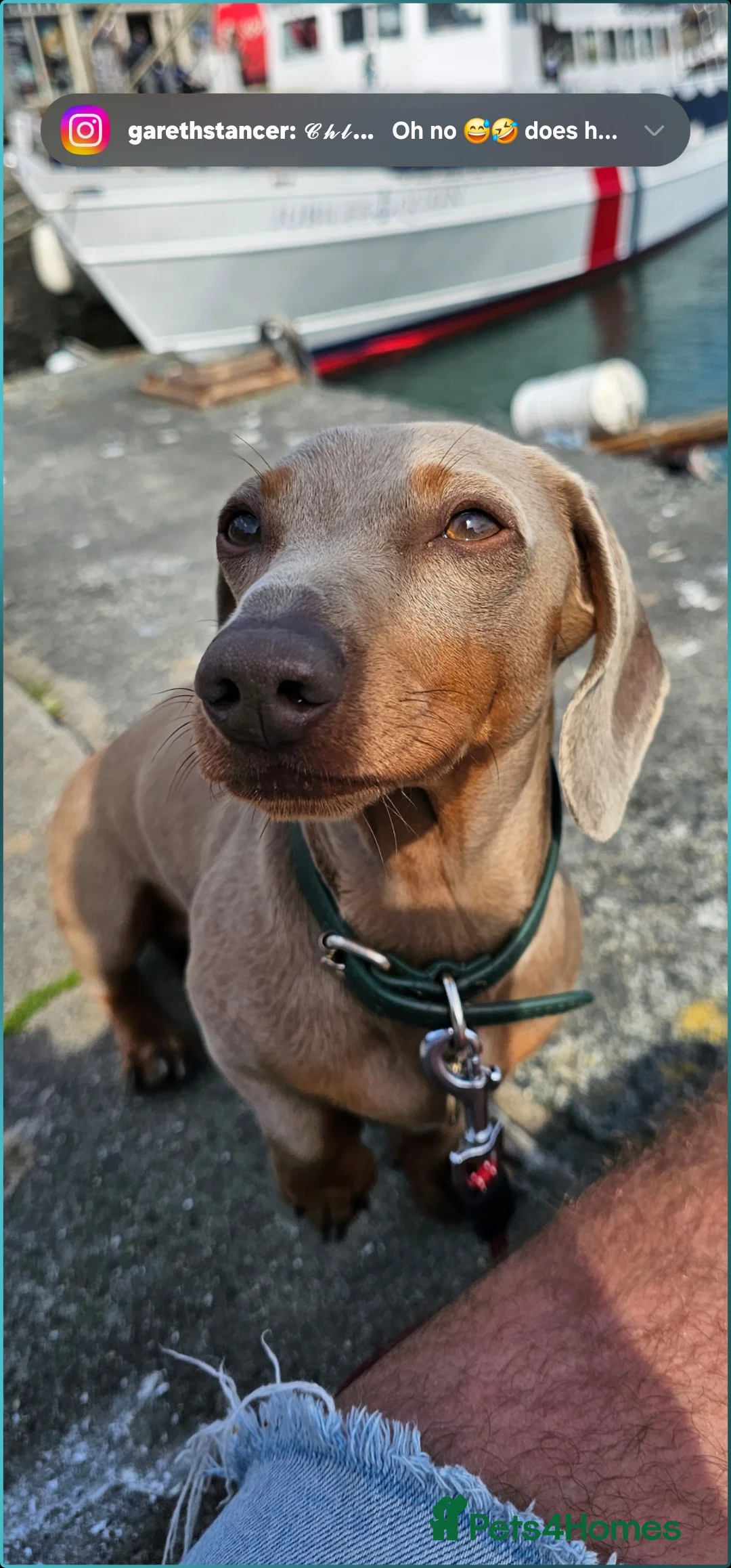 Miniature Dachshund dogs for stud: Rolex⌚️👑 - Advert 4