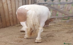 Other Breed horses for sale: Yearling Filly  - Image 4