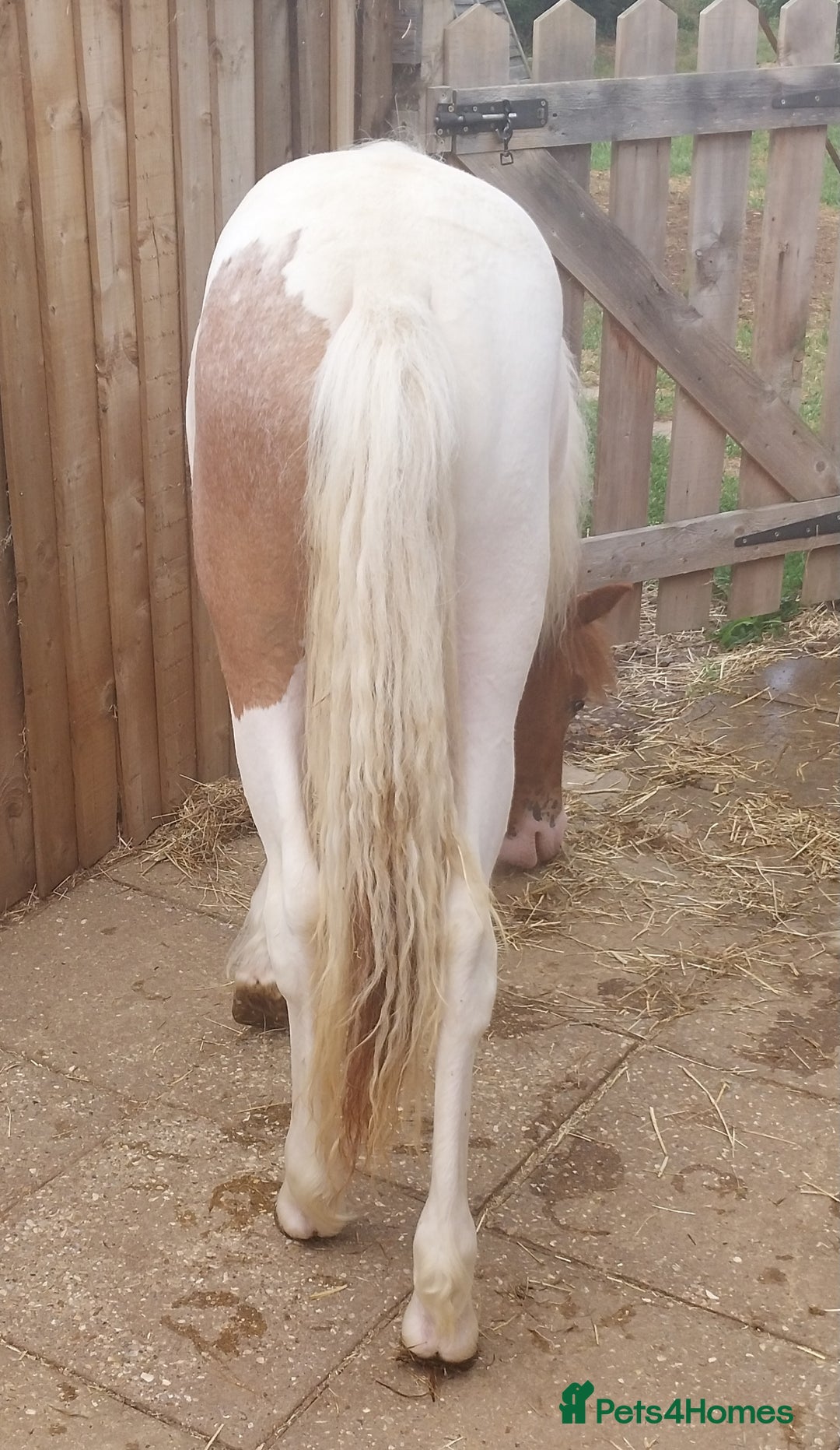 Other Breed horses for sale: Yearling Filly  - Image 4