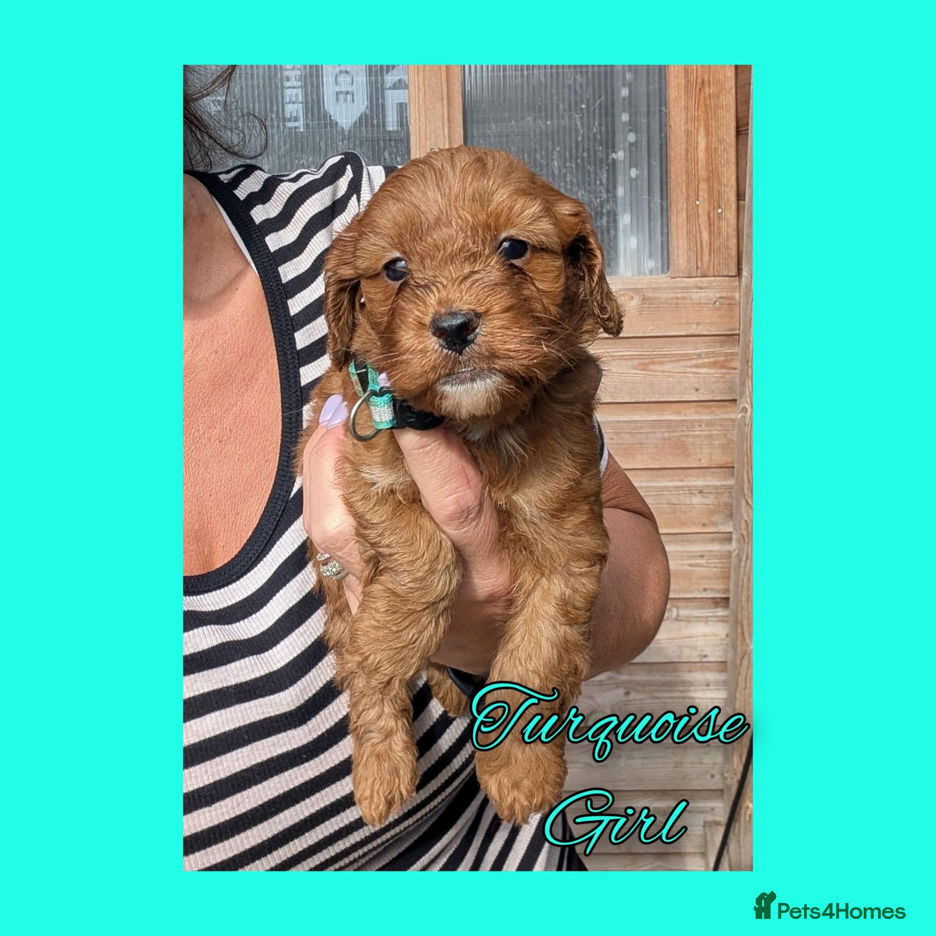 Cockapoo dogs 6 x Red Cockapoo Girls For Sale - Advert 2