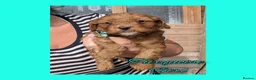 Cockapoo dogs for sale: 6 x Red Cockapoo Girls For Sale - Advert 2