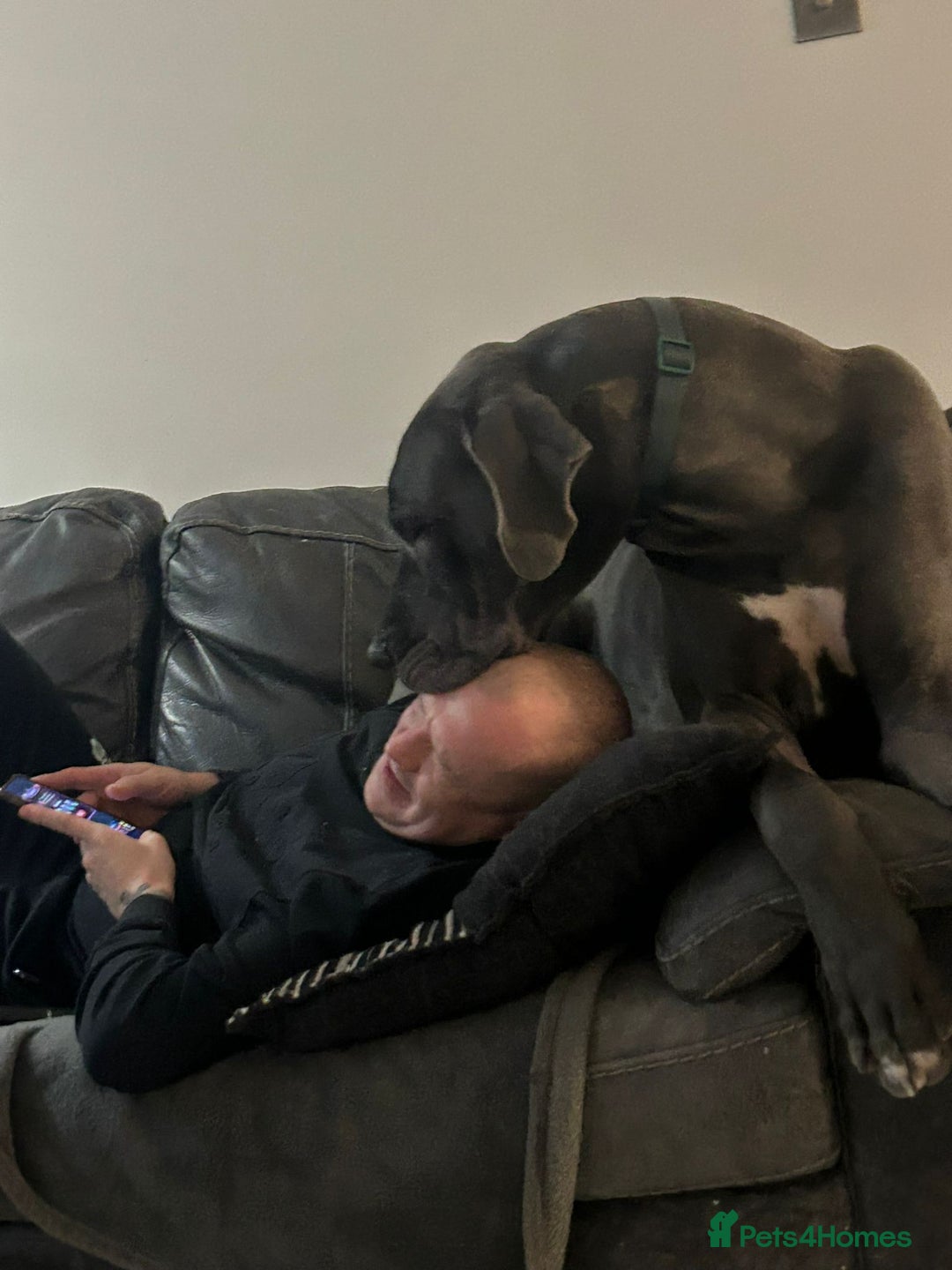 Great Dane dogs for stud: Great dane stud in Glasgow - Image 5