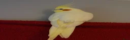 Cockatiels birds for sale: Male cockatiel  - Advert 3