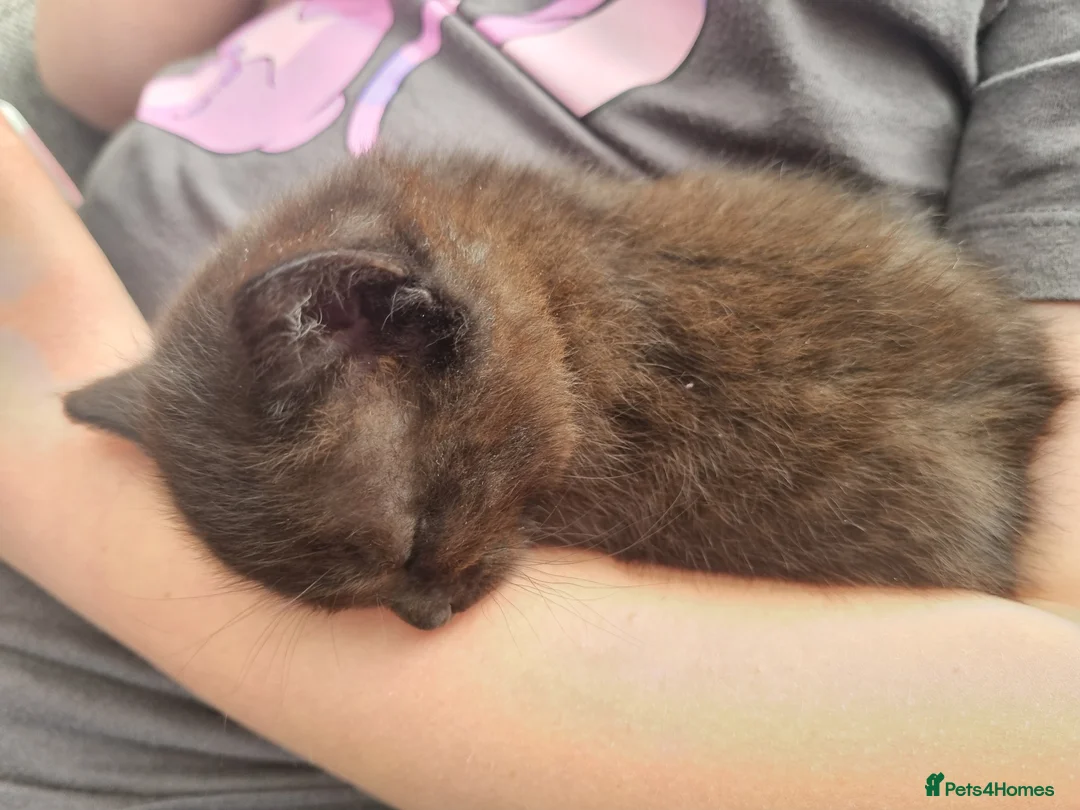 Mixed Breed cats for sale: 3 little kitten in Ellesmere Port - Advert 5