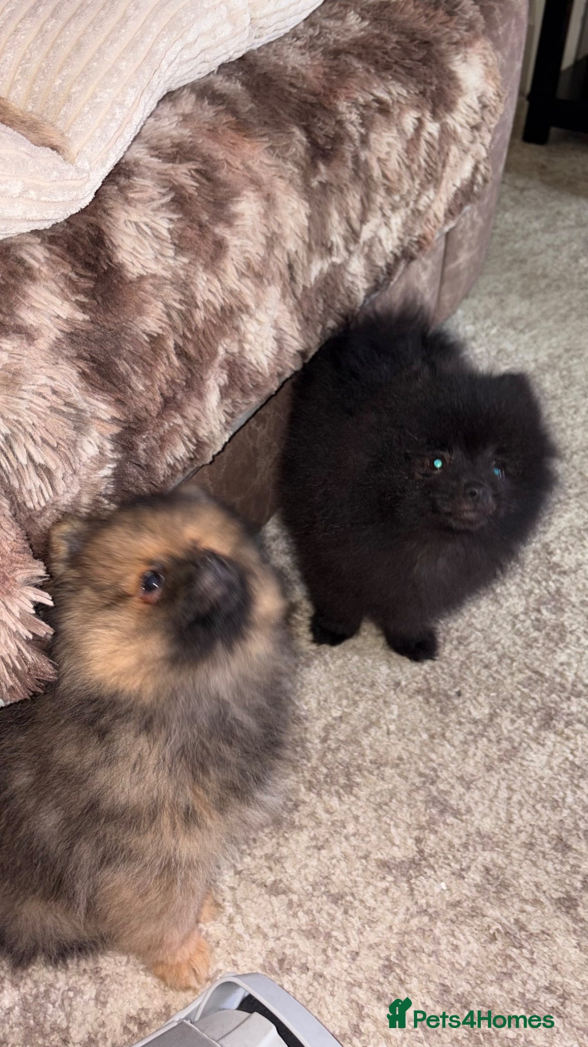 Pomeranian dogs 2 stunning male Pomeranian ready for new homes now - Advert 2