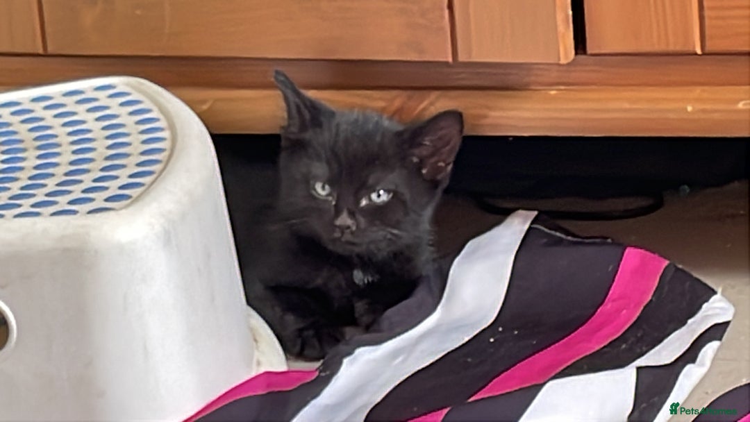 Domestic Shorthair cats for sale: **READY NOW** kittens - Image 2