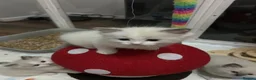 Ragdoll cats for sale: Beautiful Ragdoll Kittens in Durham - Advert 15