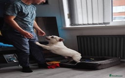 French Bulldog dogs for sale: French bulldog with blue husky coy - Advert 10