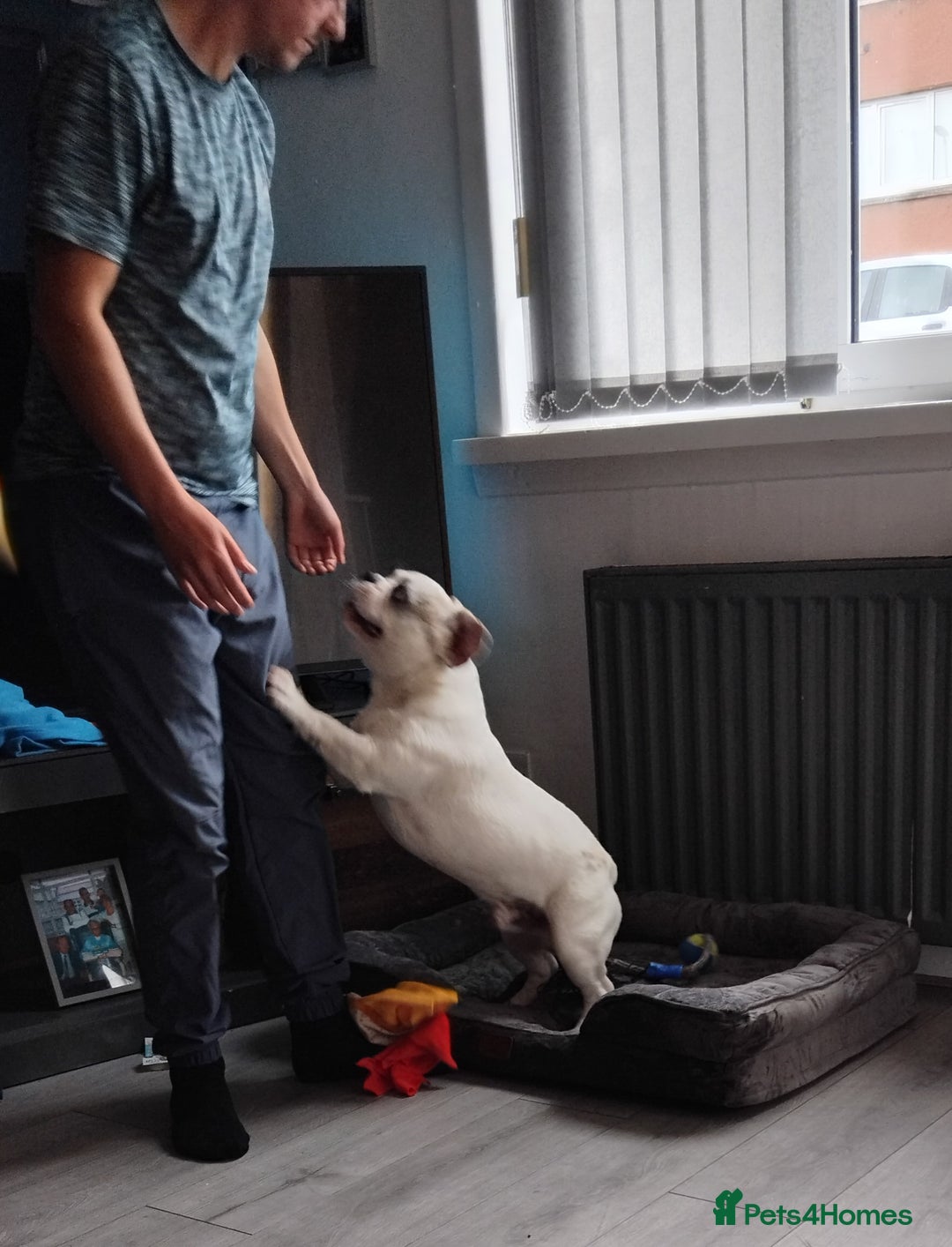 French Bulldog dogs for sale: French bulldog with blue husky coy - Advert 10
