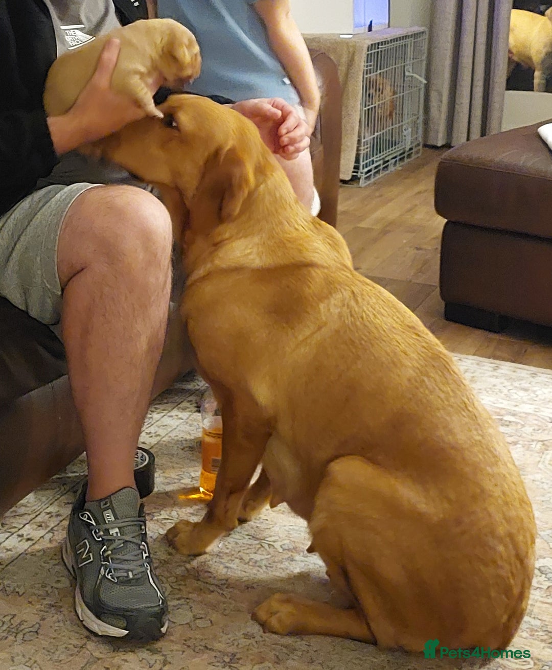 Labrador Retriever dogs for sale: Gorgeous female labrador puppy available Oct 4th  - Image 5