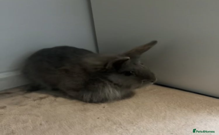 English rabbits - Advert 2
