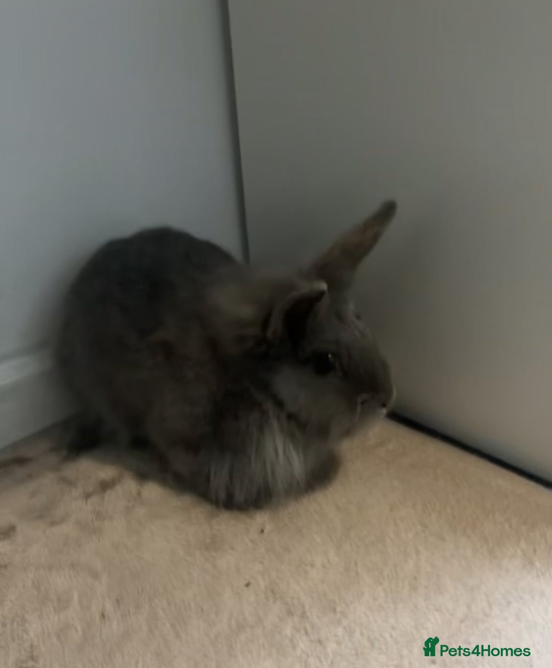 English rabbits for sale: Rabbit for sale  - Image 1