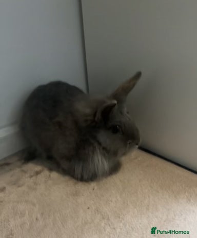 English rabbits - Advert 4