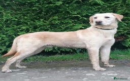 Labrador Retriever dogs for sale: Carefully & selectively bred, versatile pets, FTCH - Image 8
