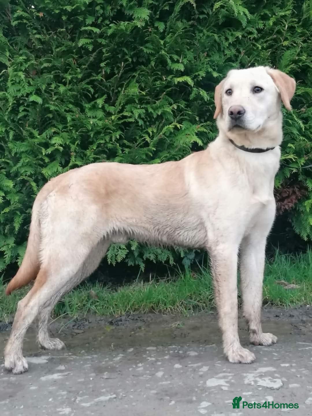 Labrador Retriever dogs for sale: Carefully & selectively bred, versatile pets, FTCH - Image 8