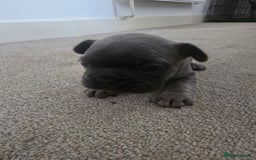 French Bulldog dogs for sale: French bulldog  - Image 9