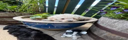Toy Poodle dogs for sale: Toy poodle puppies  - Advert 18
