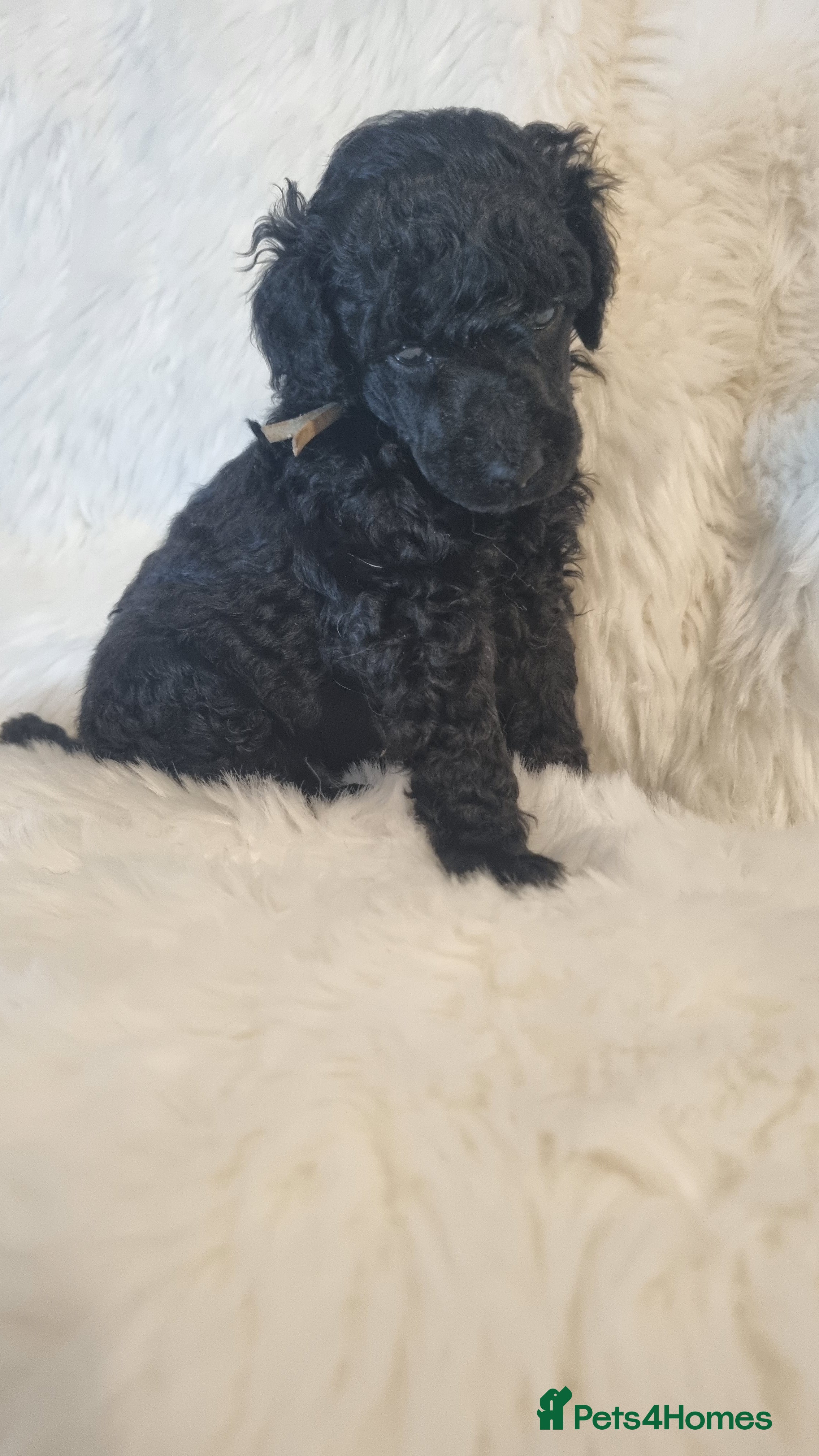 Standard Poodle dogs Exceptional Health Tested Puppies Due - Advert 2