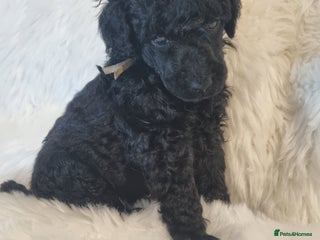 Standard Poodle dogs Exceptional Health Tested Puppies Due - Advert 5