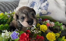 Miniature Schnauzer dogs for sale: Just 2 boys and girls available raised with love - Image 22