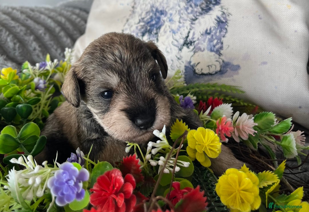 Miniature Schnauzer dogs for sale: Just 2 boys and girls available raised with love - Image 22