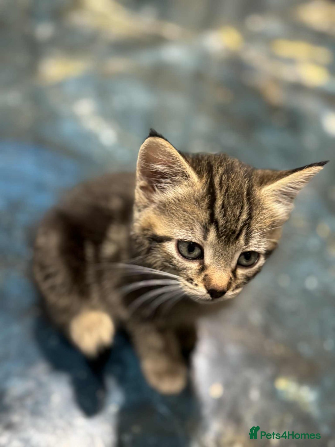Mixed Breed cats for sale: Adorable Mixed Breed Kitten for Sale! - Image 23